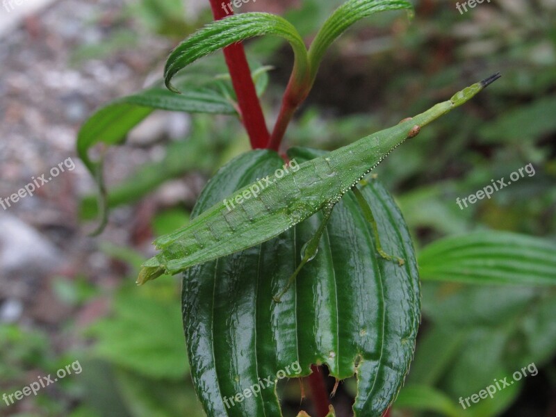 Bug Leaf Nature Jungle Insect