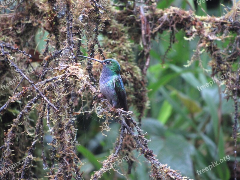 Nature Bird Wild Jungle Ecuador