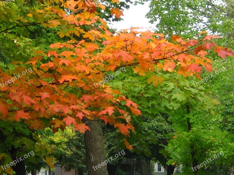 Saint Cloud Minnesota Autumn Tree Leaves