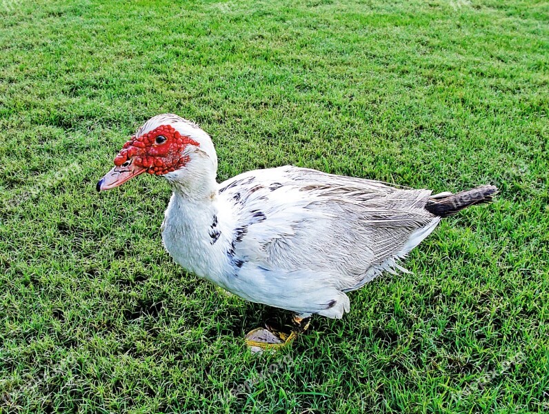 Duck Ave Animal Palmípeda Fauna