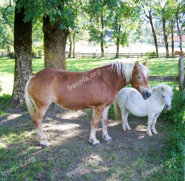 Brown Horse White Pony Animal Ungulates Free Photos