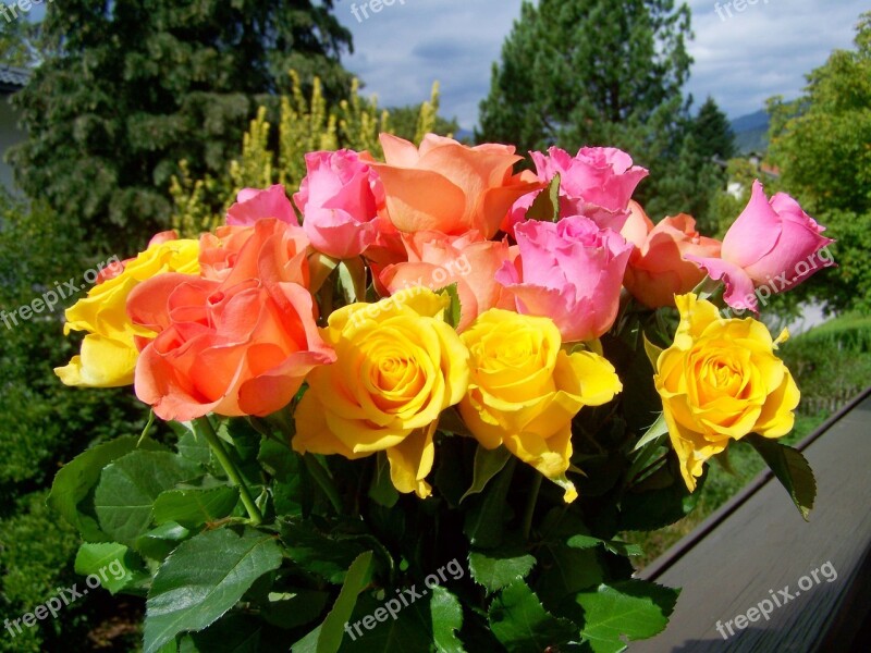 Colorful Bouquet Of Roses Yellow Pink Cut Flower Free Photos