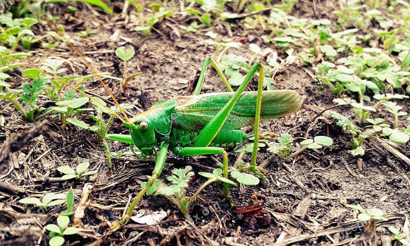 Grasshopper Mantis Insect Green Free Photos