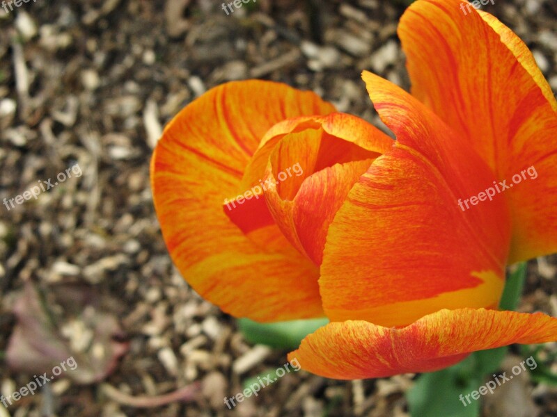 Tulip Orange Garden Blossom Bloom