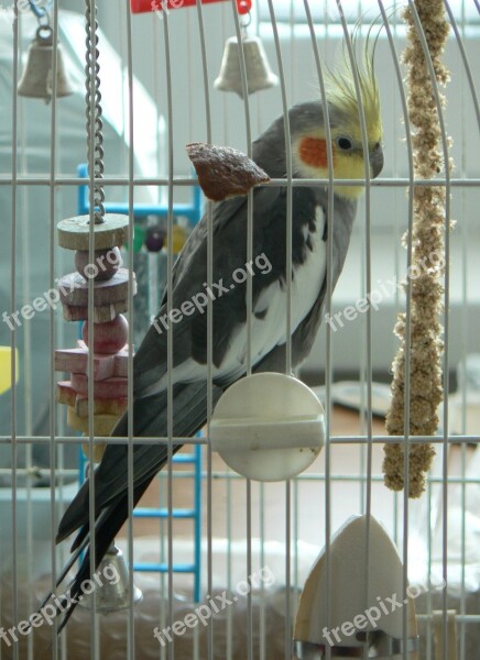 Parrot Bird Animal Portrait Free Photos