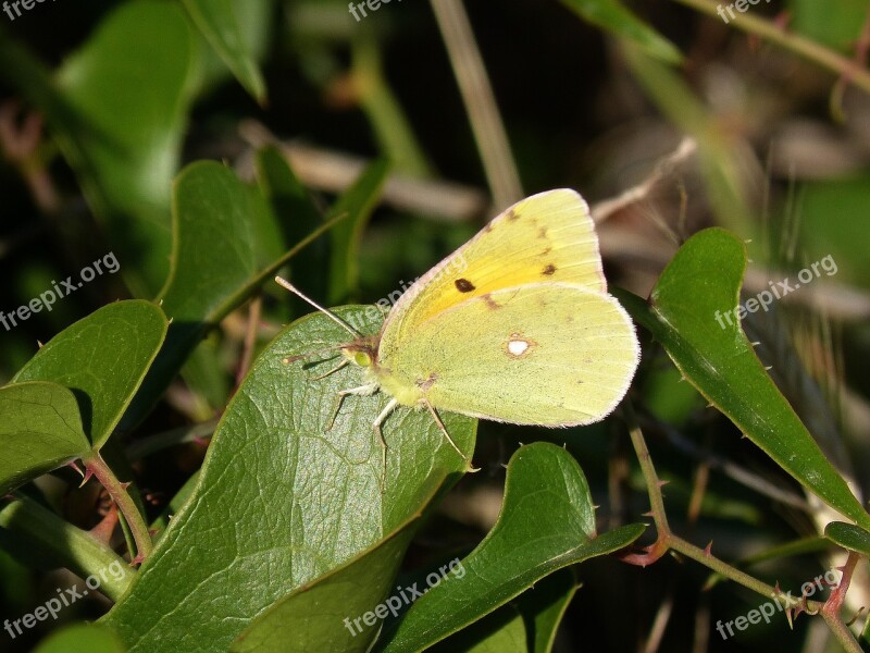 Butterfly Leaves Skewers Beauty Insects