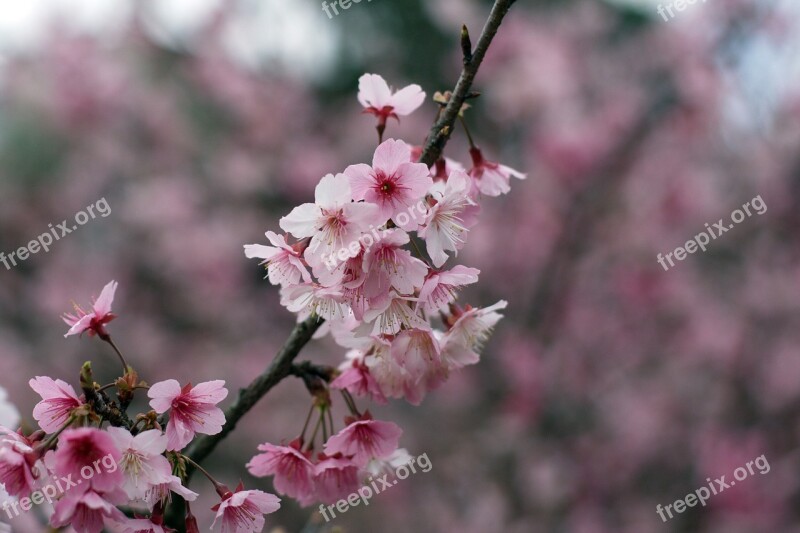 Cherry Blossoms Wulai Taiwan Free Photos