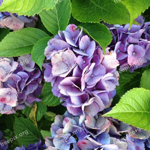 Hydrangea Flowers Garden Hydrangea Flowers Free Photos