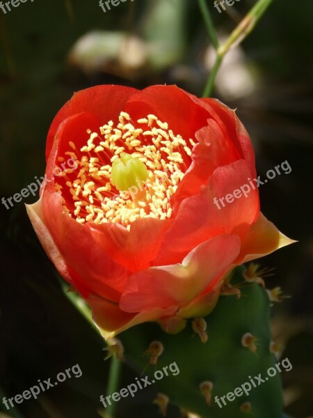 Flower Cactus Spina Beauty Thorny