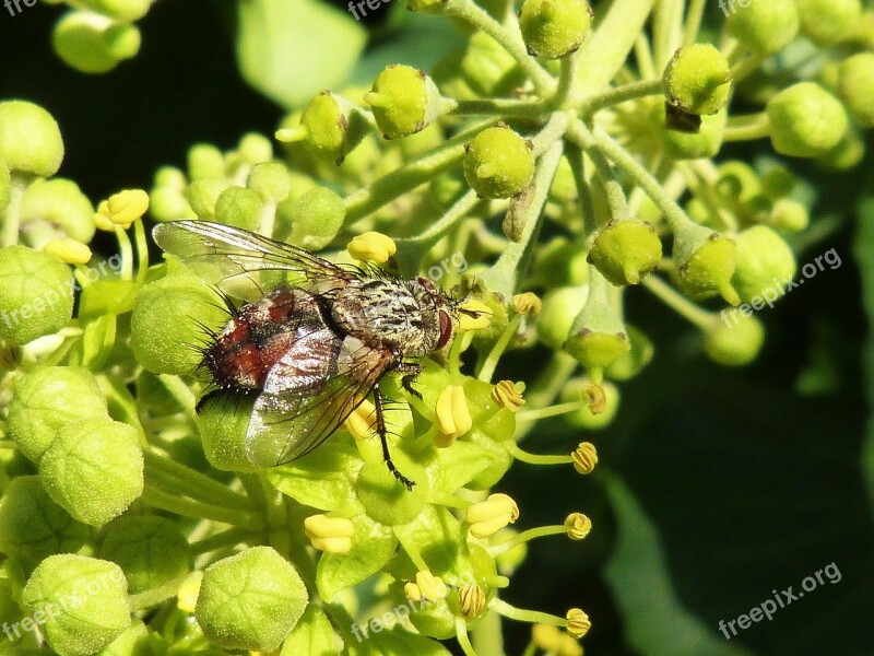 Fly Nuisance Botfly Horsefly Free Photos