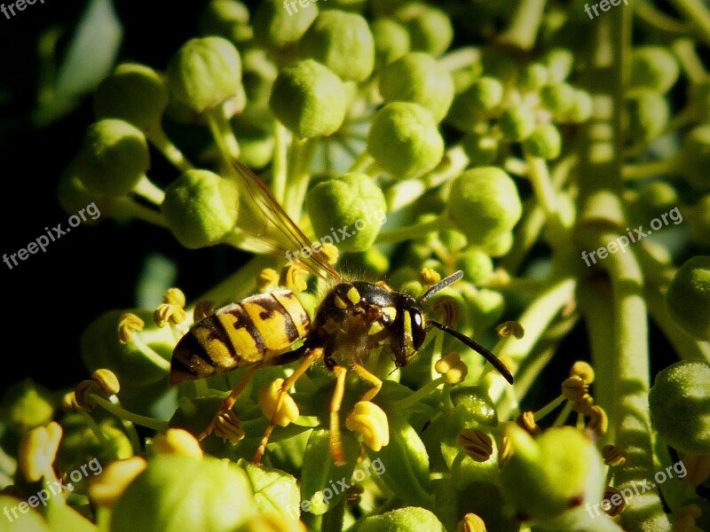 Wasp Yellow Black Free Photos