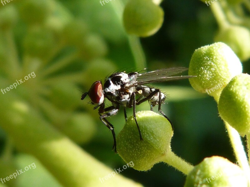 Fly Nuisance Botfly Horsefly Free Photos