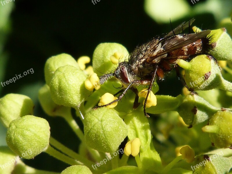 Fly Botfly Nuisance Free Photos