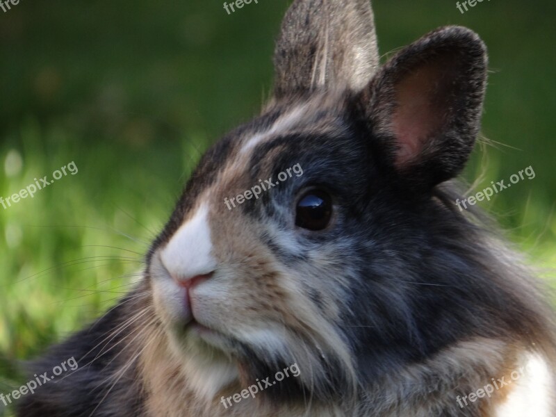 Dwarf Rabbit Hare Dwarf Bunny Nager Cute