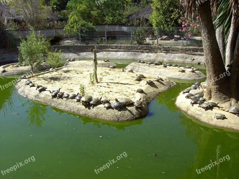 Turtles Wildlife Nature Tortoise Water