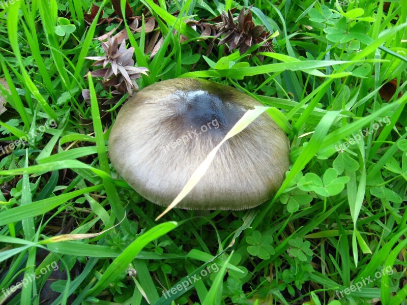 Fungus Leaves Green Nature Forest