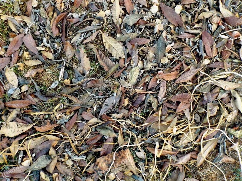 Leaves Autumn Nature Dried Leaves Foliage