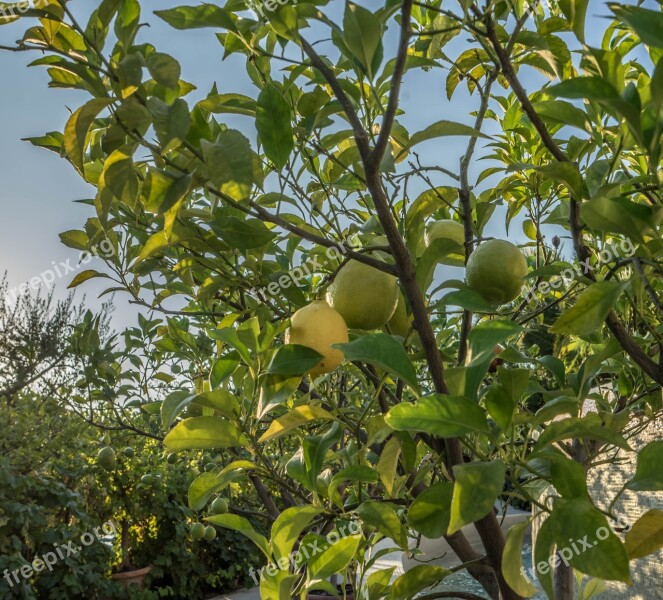 Limes Nature Fresh Green Healthy