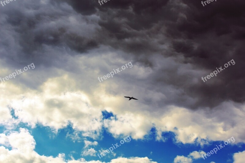 Clouds Sky Blue Seagull Flying