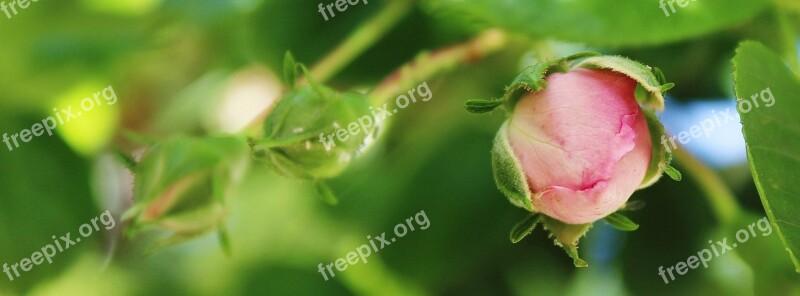 Rose Flower Pink Pink Flower Plant