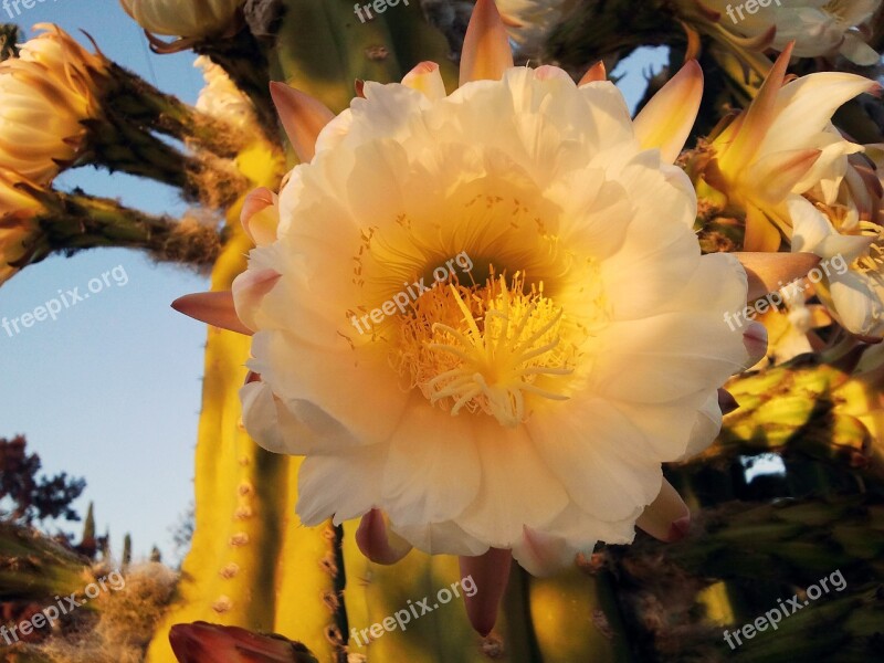 Cactus Cactus Blossom Flower Plant Blooming