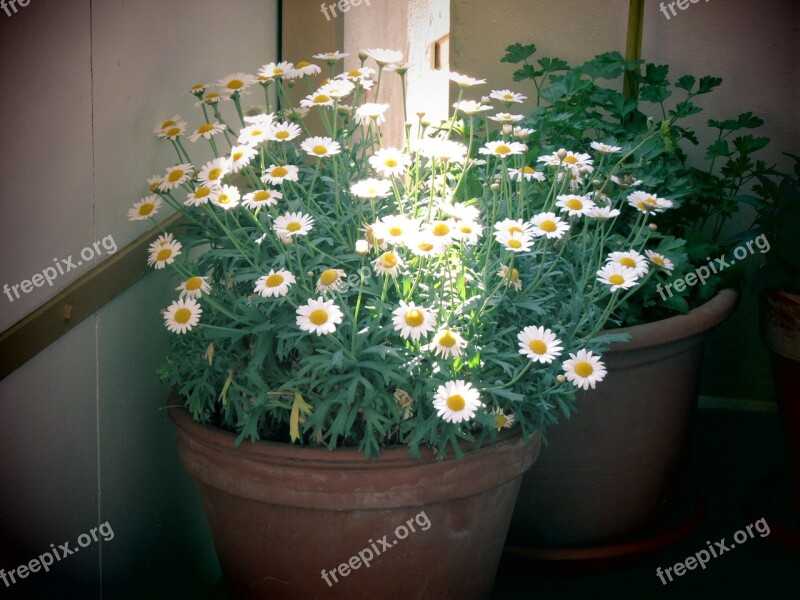 Flowerpot Bucket Balcony Patio Plants Flowers