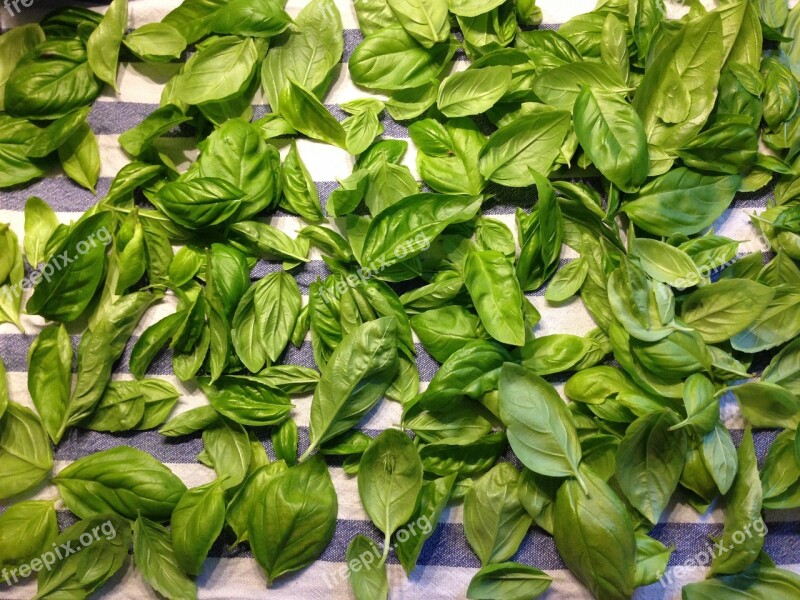 Basil Herbs Fresh Healthy Eat