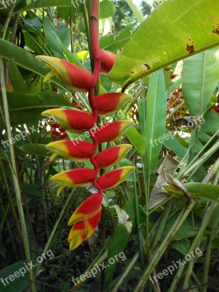 Flower Nature Huasteca Flowers Garden