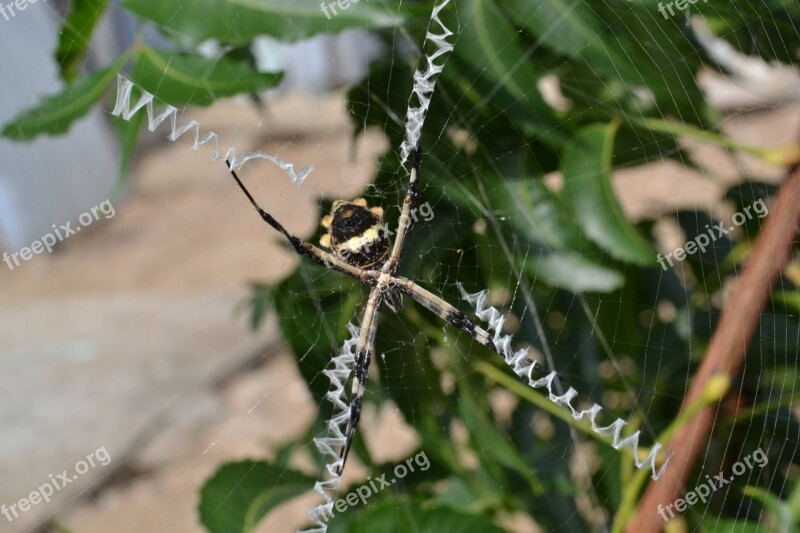 Animal Spider Web Danger Nature