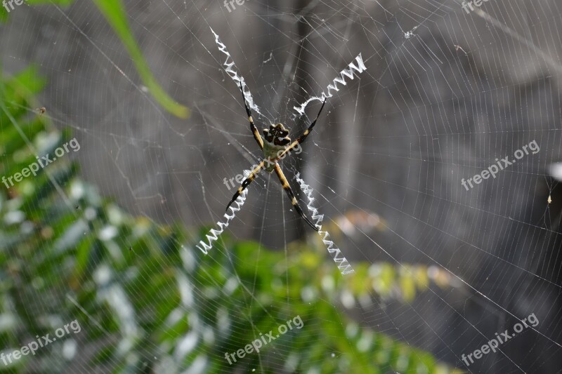 Animal Spider Web Danger Nature