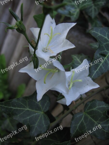 Plant Herbs Blossom Bloom Garden