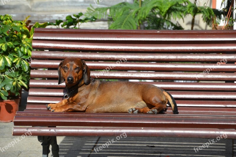 Dog Dachshund Dachshund Dog Animal Pet