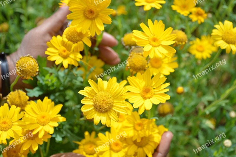 Dyers Chamomile Golden Yellow Flowers Plant