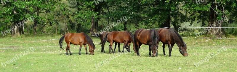 Pieniny Poland Pasture Land Meadow Horses