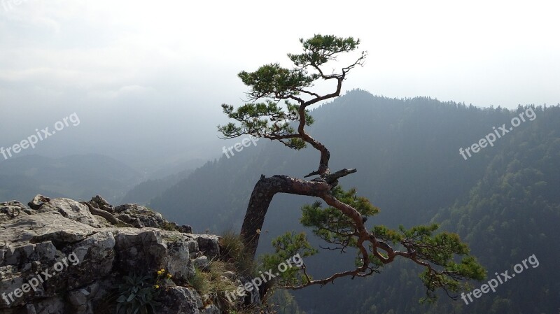 Pieniny Poland Mountains Landscape Tree