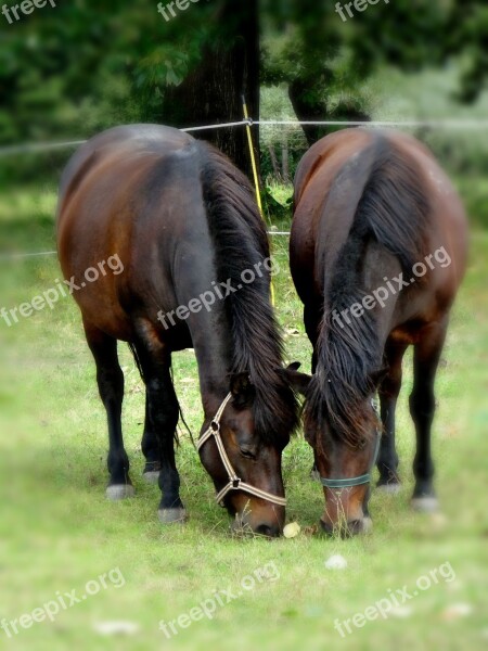 Pieniny Poland Pasture Land Meadow Horses