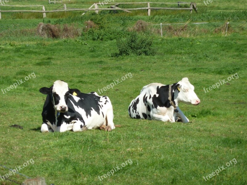 Cows Pasture Concerns Beef Cattle