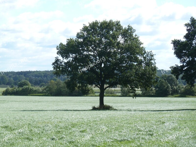 Tree Oak Field Quercus Landscape