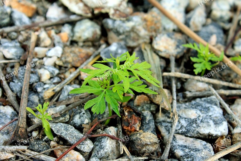 Plant Branch Leaf Survivor Stones