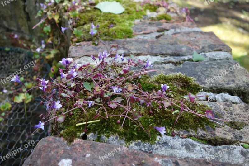 Foam Flowers Purple Edge Wells