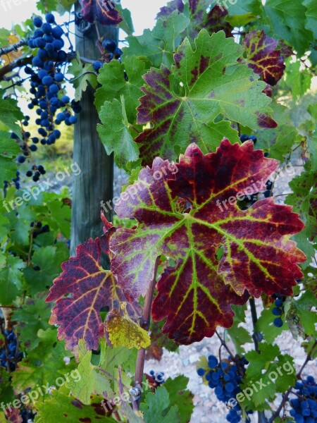 Leaf Vine Red Vineyard Grape