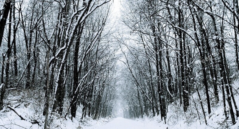 Winter Snow Road Trees Forest