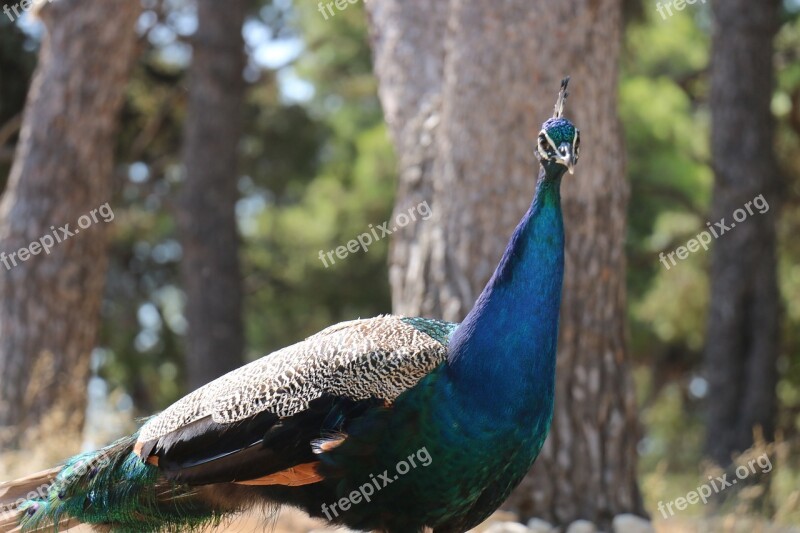 Peacock Bird Blue Free Photos