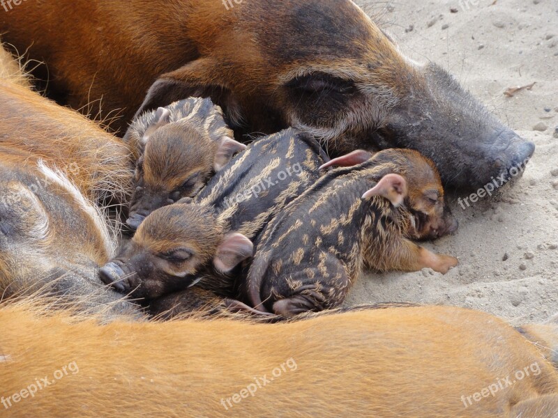 Animal Bushpigs Piglets Asleep African Pig