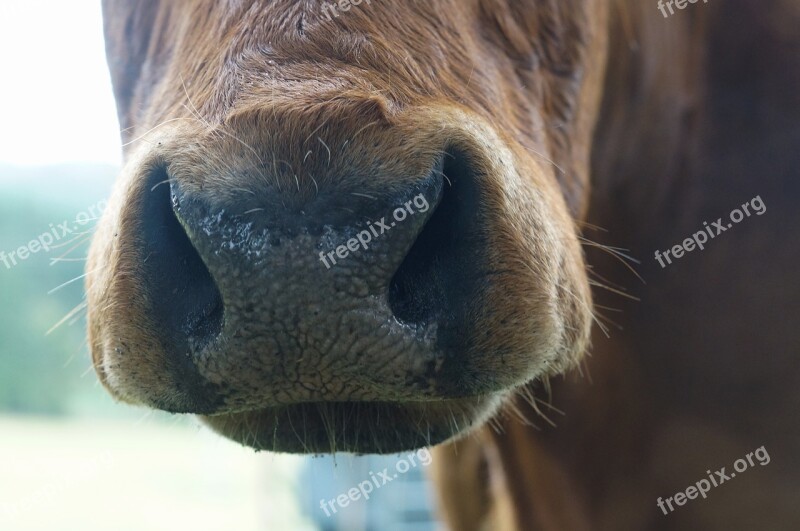 Kuhnase Cow Nose Fur Close Up