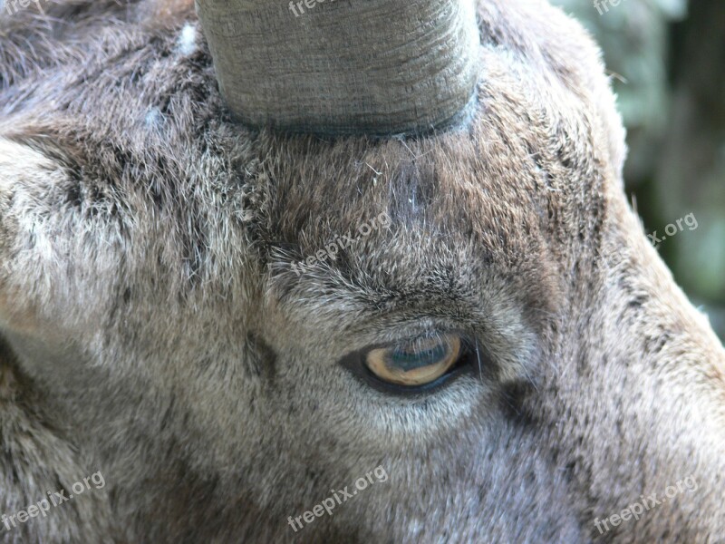 Goat Eye Head Horns Fur