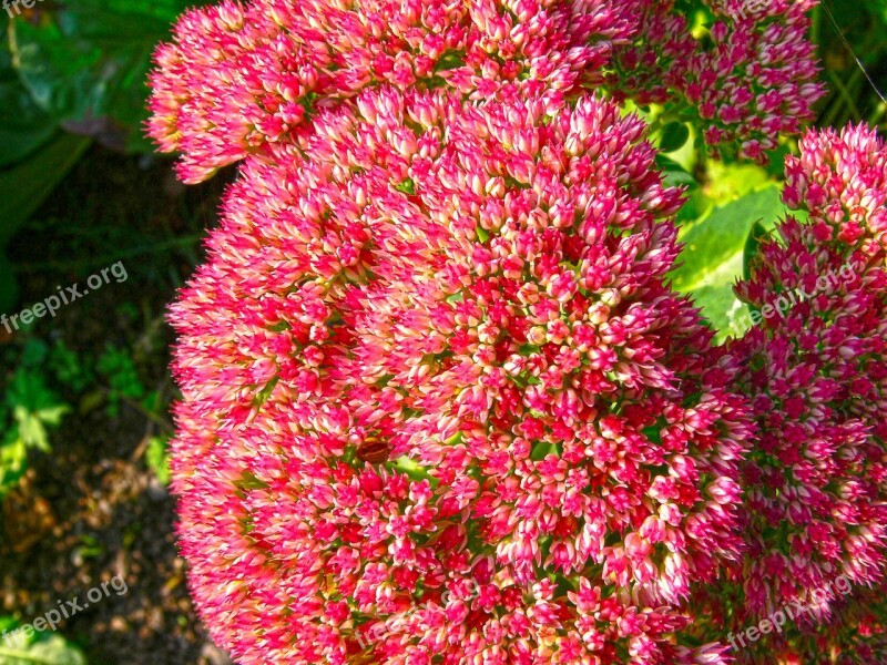 Flower Sedum Spectabile High Fettenhennen Red Ball