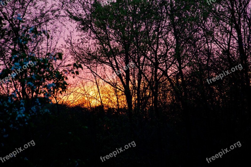 Evening Forest Dusk Nature Landscape