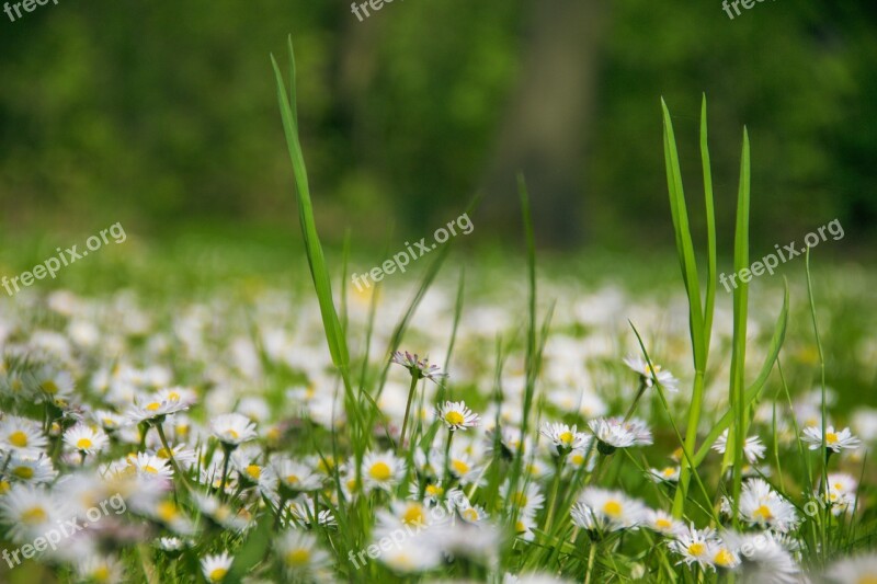 Nature Flowers Daisies Summer Spring