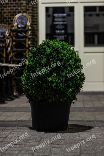 Cafe Plant Pot Green Garden